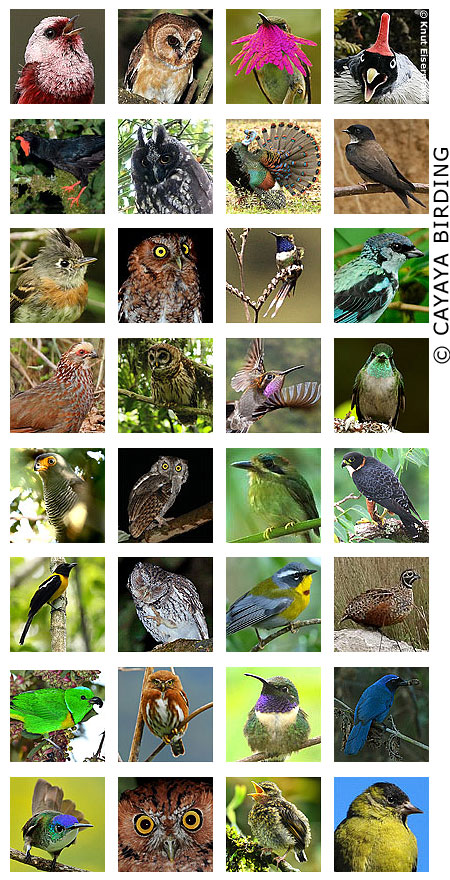 Das Beste der V&ouml;gel Guatemalas
