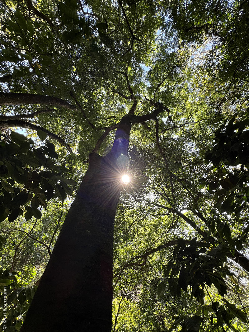 Celtis guatemalensis