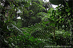 Nebelwald in Ranchitos del Quetzal