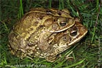 Gulf Coast Toad <i>Incilius valliceps</i>, dpto. Huehuetenango.