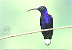 Violettdegenflügel Männchen