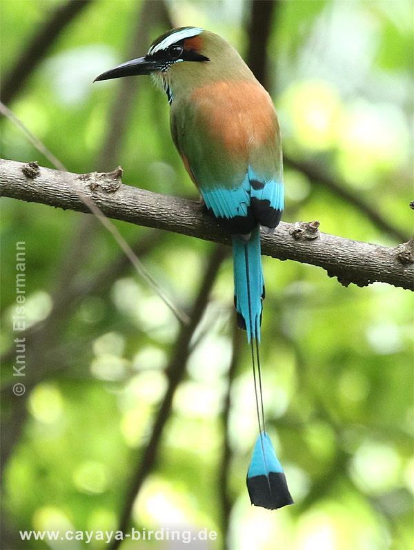 Brauenmotmot