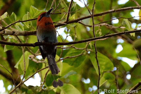Breitschnabelmotmot