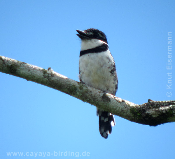 Elsterfaulvogel