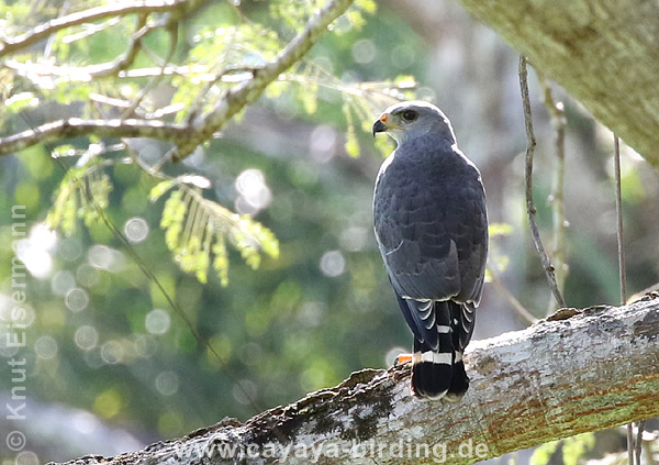 Graubussard