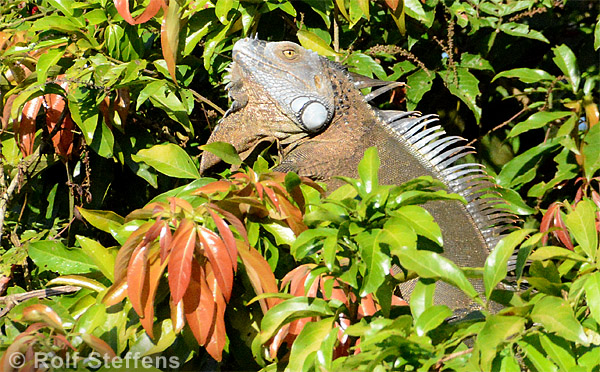 Grüner Leguan
