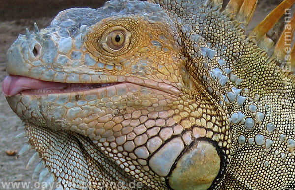 Grüner Leguan