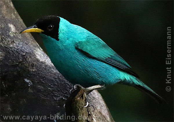Kappennaschvogel