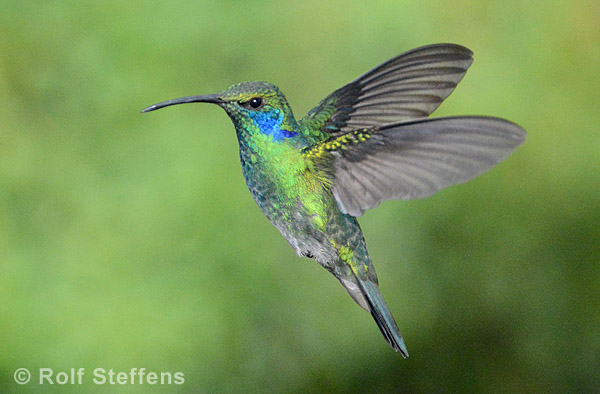 Kleiner Veilchenohrkolibri