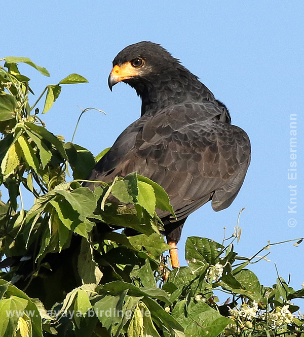 Krabbenbussard