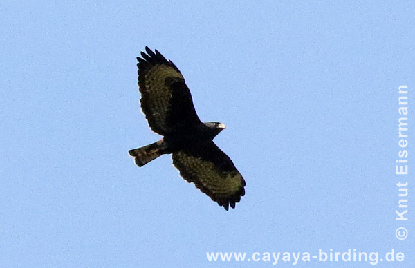 Kurzschwanzbussard