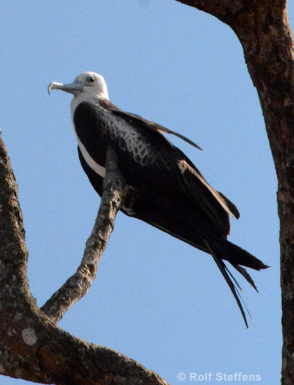 Prachtfregattvogel