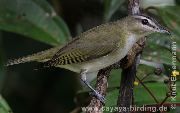Rotaugenvireo