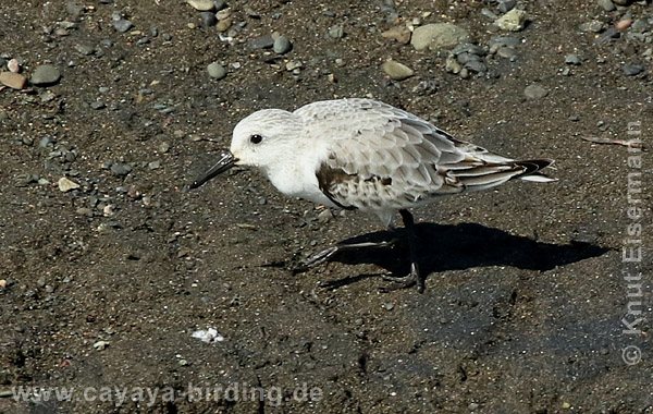 Sanderling