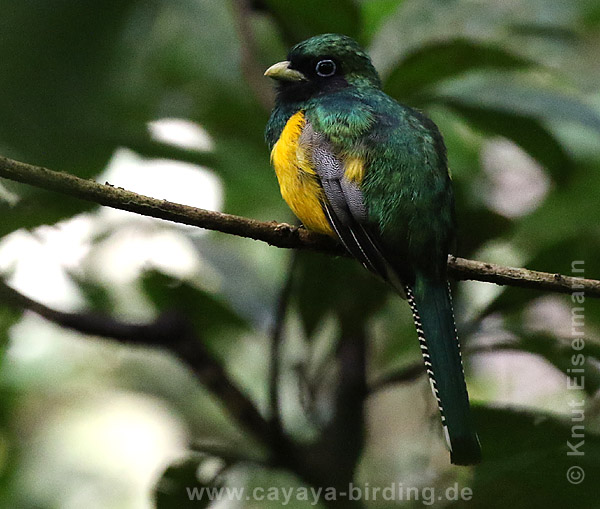 Schwarzkehltrogon