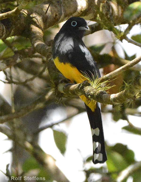 Schwarzkopftrogon