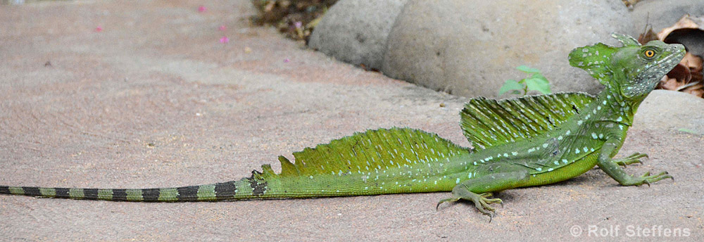 Stirnlappenbasilisk