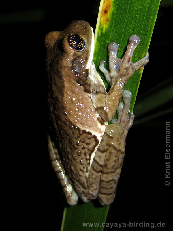 Trachycephalus venulosus