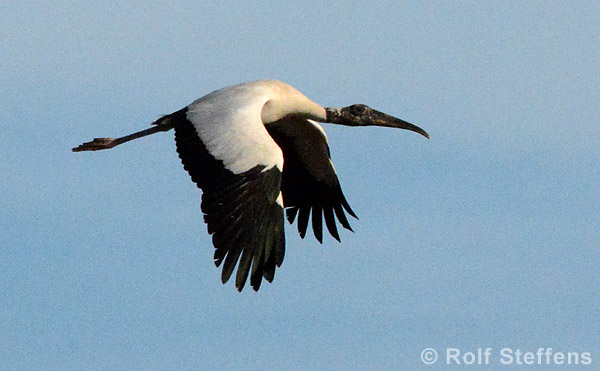 Waldstorch