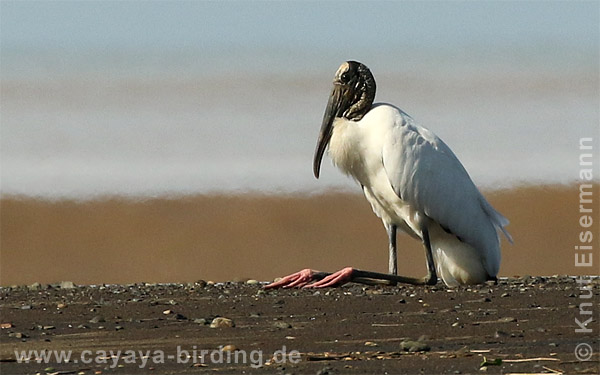 Waldstorch