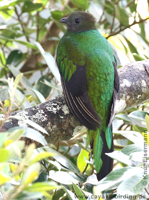 Quetzal