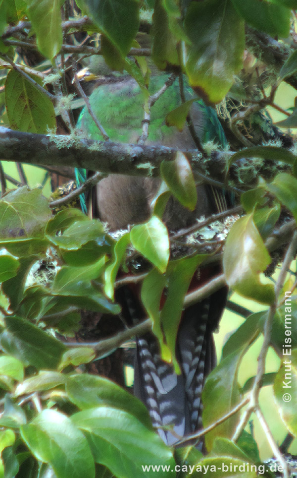 Quetzal