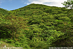 Dornenbusch im Motagua-Tal in der Regenzeit