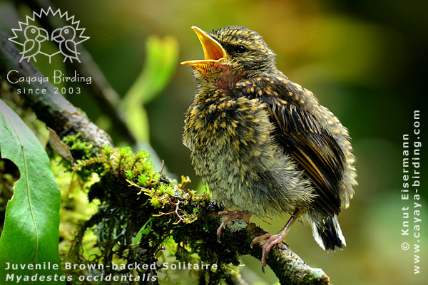 Jungvogel des Braunrückenklarino