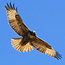 Rotschwanzbussard