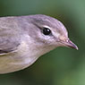 Östlicher Sängervireo
