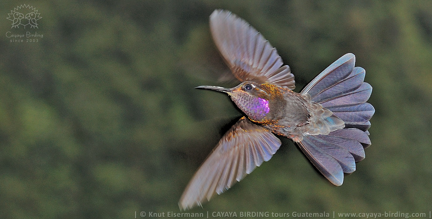Amethystkehlnymphe in Guatemala