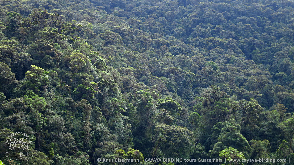 Gelbkauz Lebensraum in Guatemala
