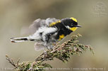 Männchen des Schwarznacken-Waldsänger in Guatemala