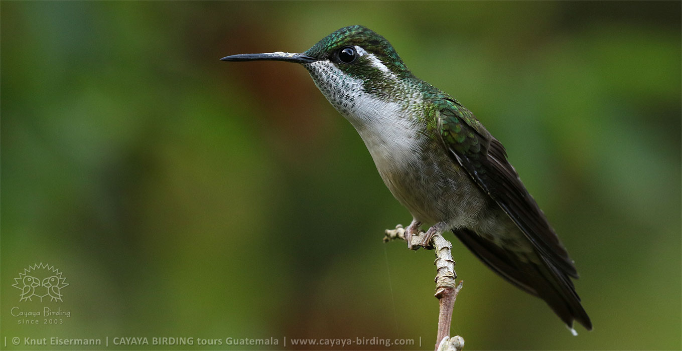Grünkehlnymphe in Guatemala
