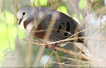 Männchen des Mondetourtäubchens (Claravis mondetoura)
