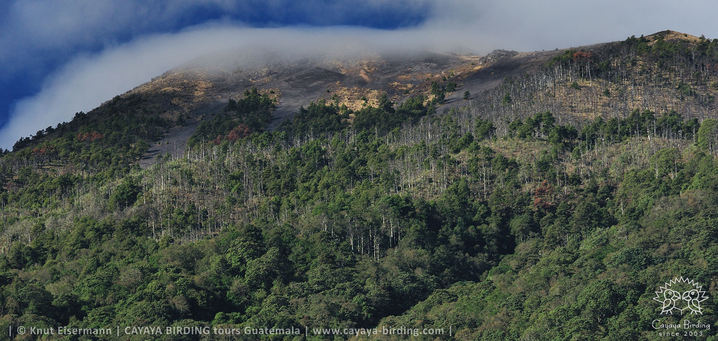 Lebensraum des Ridgwaykauzes in Guatemala