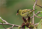 Guatemalazeisig in Guatemala