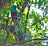 Adultes M&auml;nnchen des Quetzals mit im Wind wehenden Schmuckfedern
