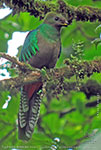 Weibchen des Quetzals mit teilweise gelbem Schnabel