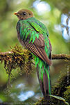 Weibchen des Quetzals mi gelbem Schnabel