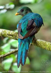junges M&auml;nnchen des Quetzals