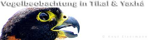 Vogelbeobachtung in Tikal and Yaxhá