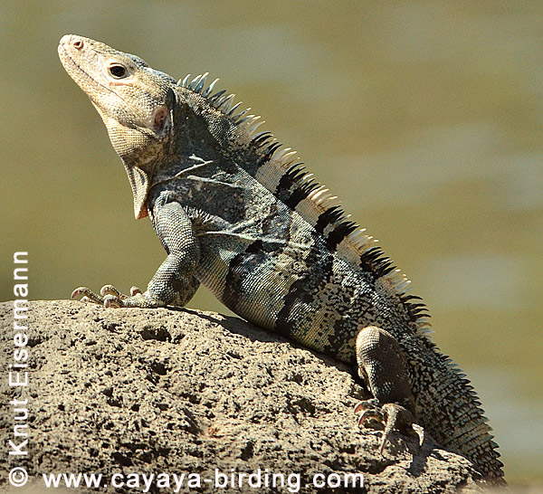 Gemeiner Schwarzleguan Ctenosaura similis